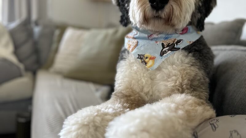 Glamour Paws Boutique - Mahwah, NJ