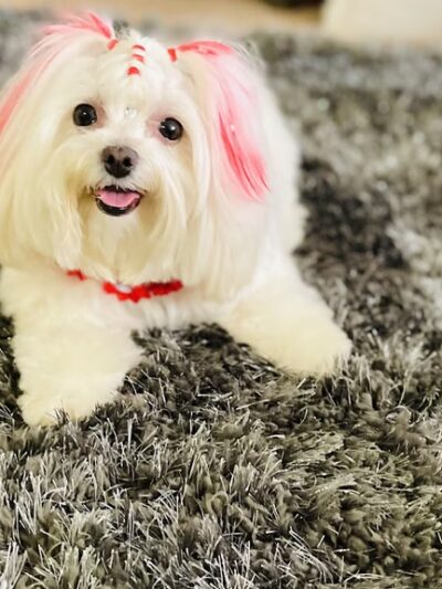 Glamour Paws Boutique - Mahwah, NJ