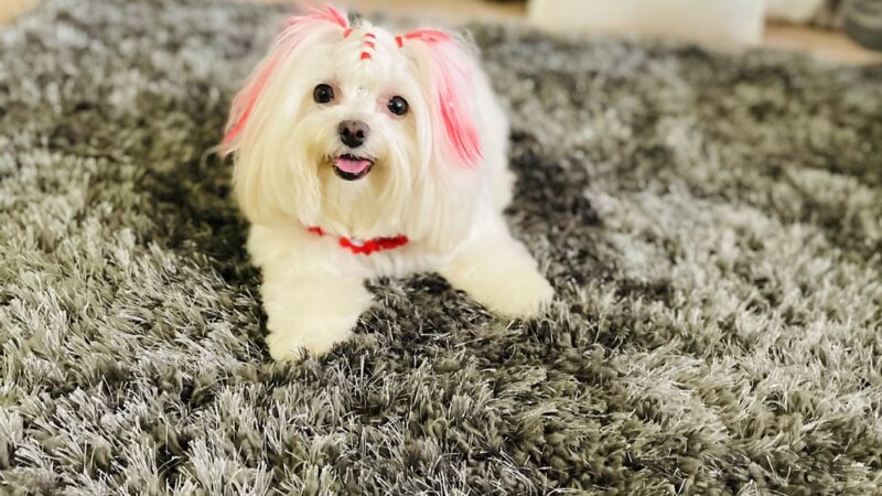 Glamour Paws Boutique - Mahwah, NJ