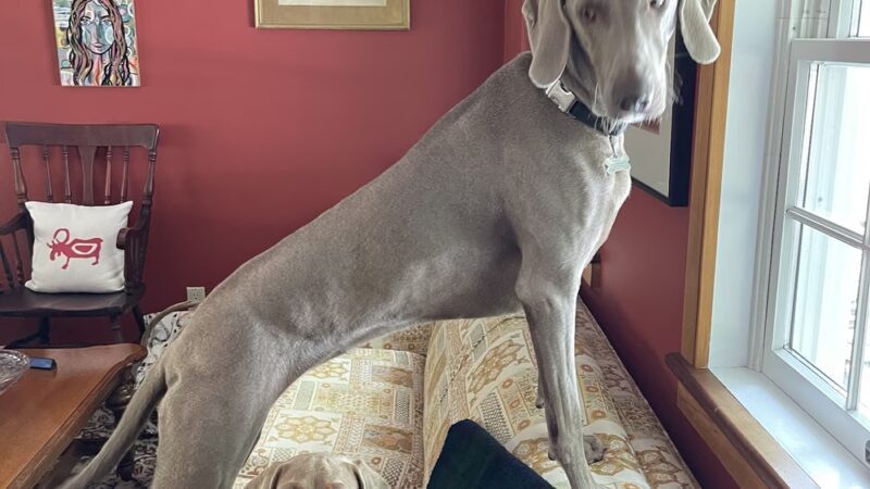 Glamour Paws Boutique - Mahwah, NJ