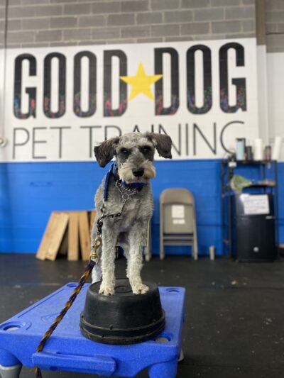 Good Dog Pet Training - Mahwah, NJ
