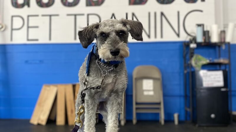 Good Dog Pet Training - Mahwah, NJ