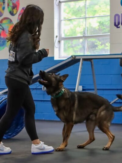 Good Dog Pet Training - Mahwah, NJ