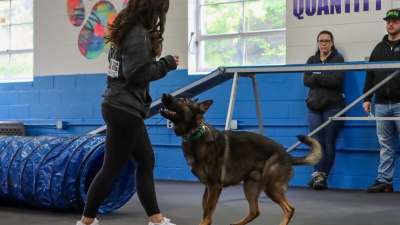 Good Dog Pet Training - Mahwah, NJ