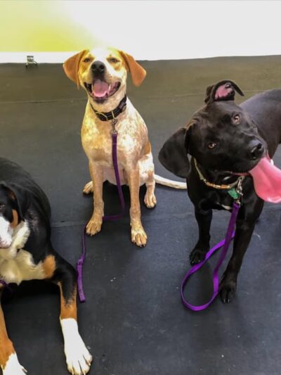 Good Dog Pet Training - Mahwah, NJ