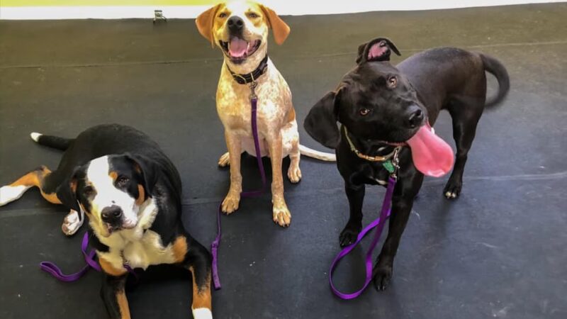Good Dog Pet Training - Mahwah, NJ