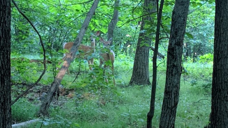 Hawk Rock - Mahwah, NJ