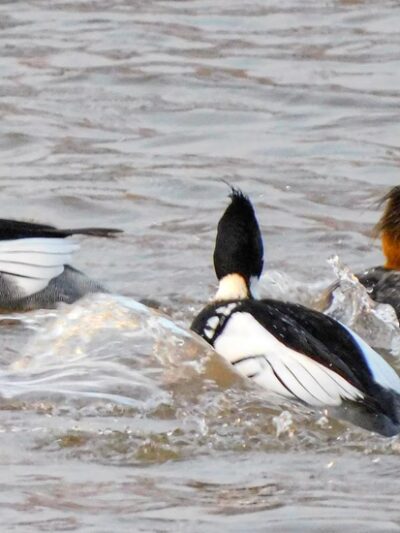 Fond Du Lac County Park - Malone, WI