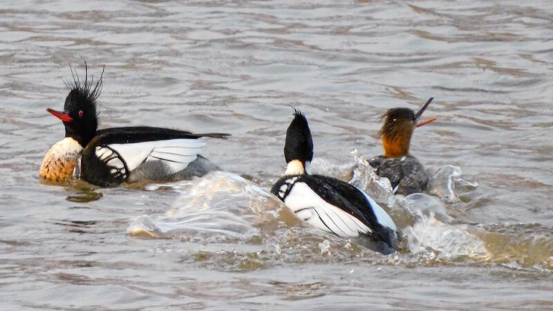 Fond Du Lac County Park - Malone, WI