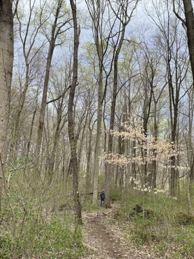 Natural Lands' Willisbrook Preserve - Malvern, PA