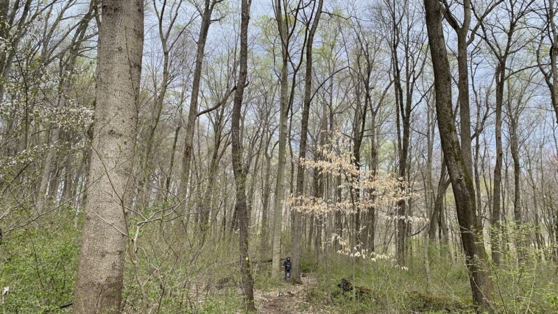 Natural Lands' Willisbrook Preserve - Malvern, PA