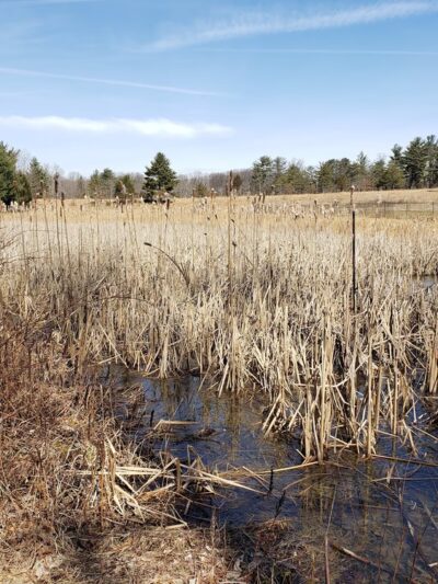 Natural Lands' Willisbrook Preserve - Malvern, PA