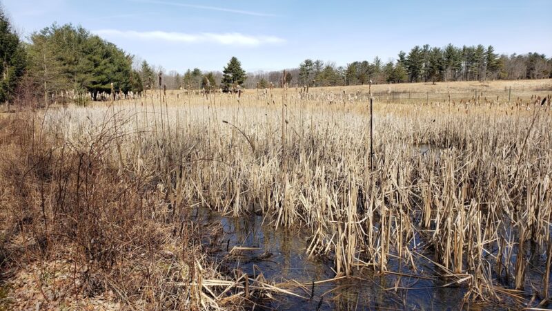Natural Lands' Willisbrook Preserve - Malvern, PA