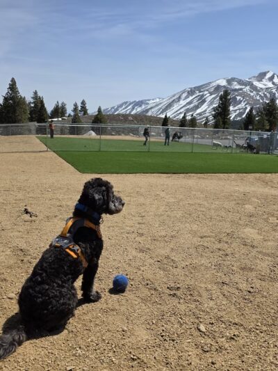 Mammoth Lakes Community Dog Park - Mammoth Lakes, CA