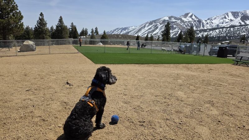 Mammoth Lakes Community Dog Park - Mammoth Lakes, CA