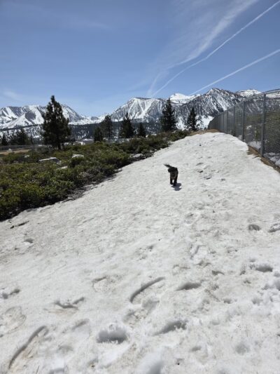 Mammoth Lakes Community Dog Park - Mammoth Lakes, CA