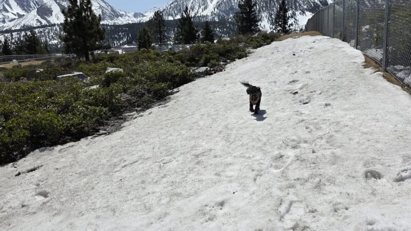 Mammoth Lakes Community Dog Park - Mammoth Lakes, CA