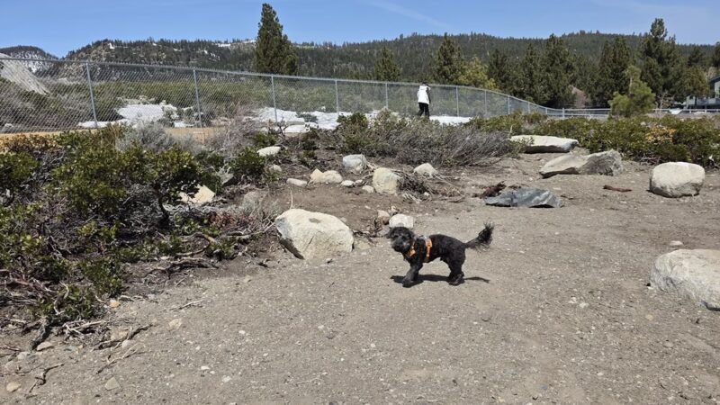 Mammoth Lakes Community Dog Park - Mammoth Lakes, CA
