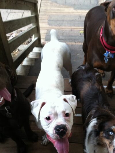 Paws Inn - Manakin-Sabot, VA