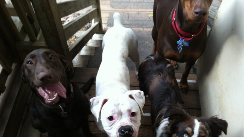 Paws Inn - Manakin-Sabot, VA