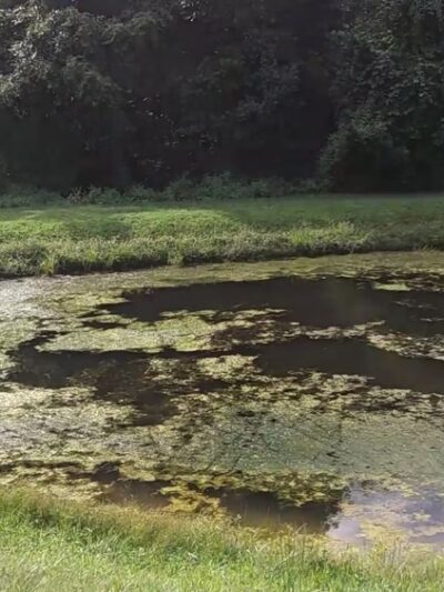 Christmas Tree Park - Manchester, MD