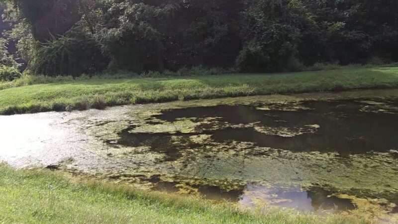 Christmas Tree Park - Manchester, MD