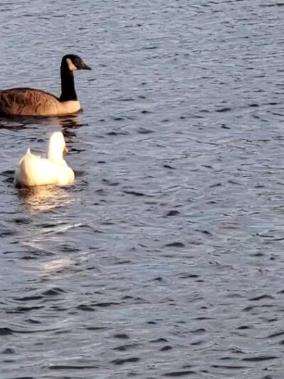 Harry Wright Lake - Manchester Township, NJ