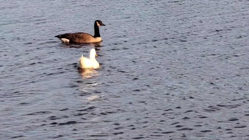 Harry Wright Lake - Manchester Township, NJ