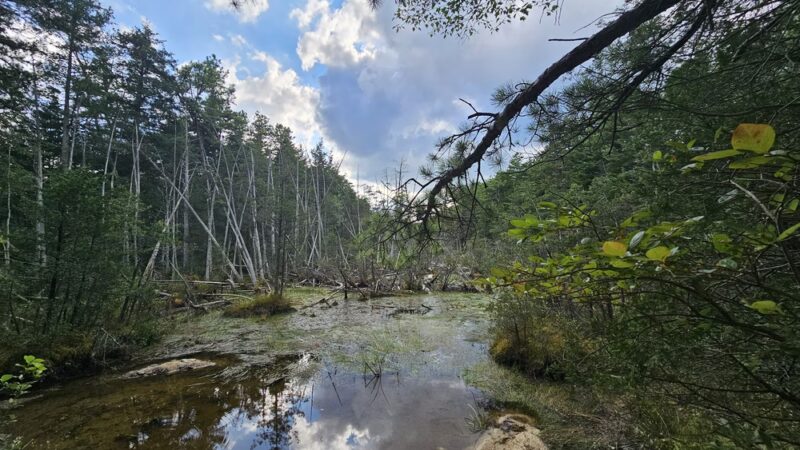 Harry Wright Lake - Manchester Township, NJ