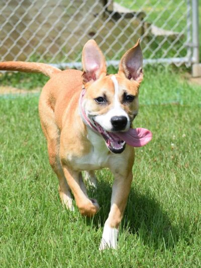 Mangum K9 Services - ,