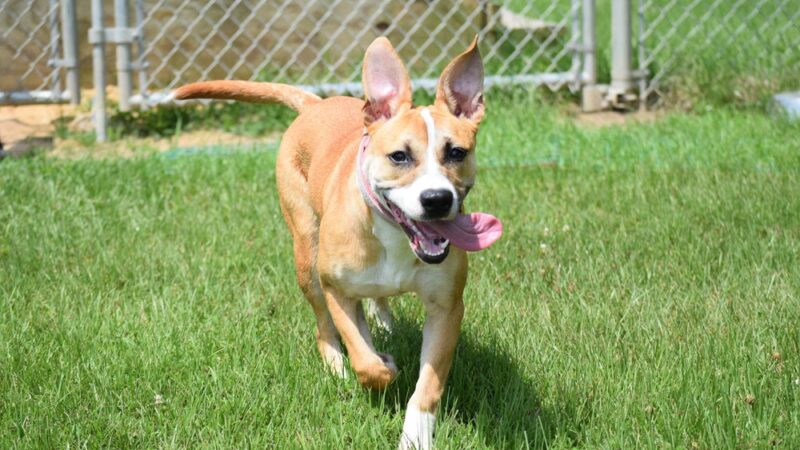 Mangum K9 Services - ,