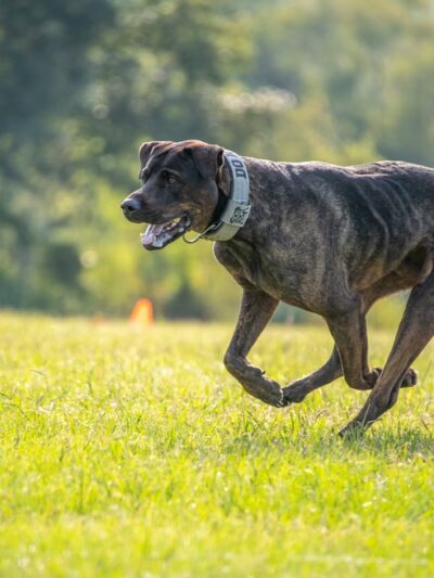 Mangum K9 Services - ,