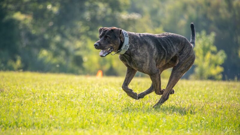 Mangum K9 Services - ,