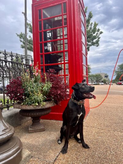 Mangum K9 Services - ,