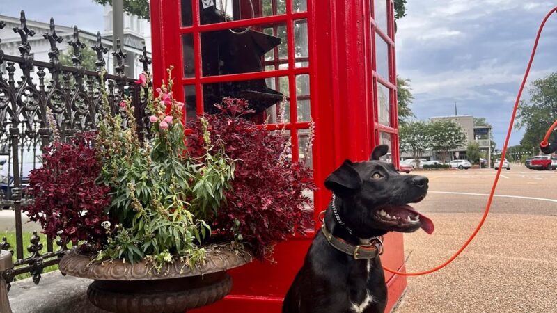 Mangum K9 Services - ,