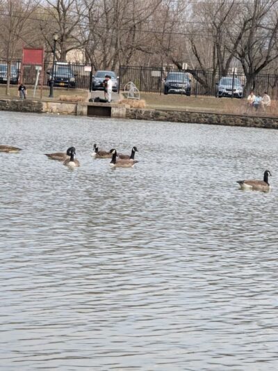 Ridder's Pond Park - Manhasset Hills, NY