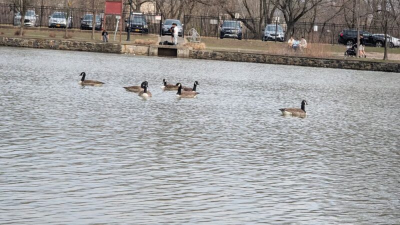 Ridder's Pond Park - Manhasset Hills, NY