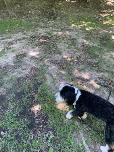Flower Hill Village Park - Manhasset, NY
