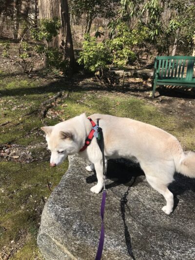 Flower Hill Village Park - Manhasset, NY