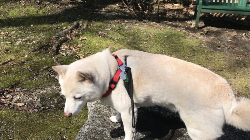 Flower Hill Village Park - Manhasset, NY