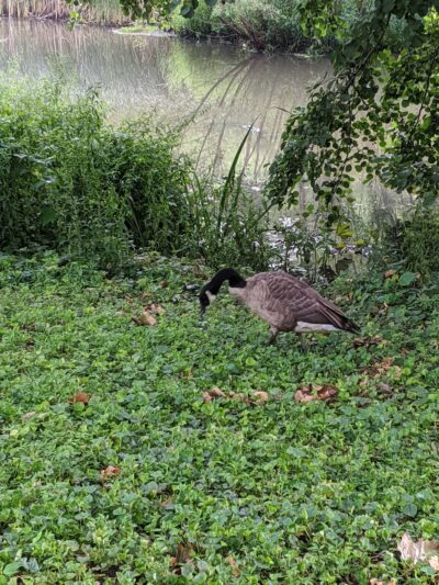 Manhasset Valley Park - Manhasset, NY