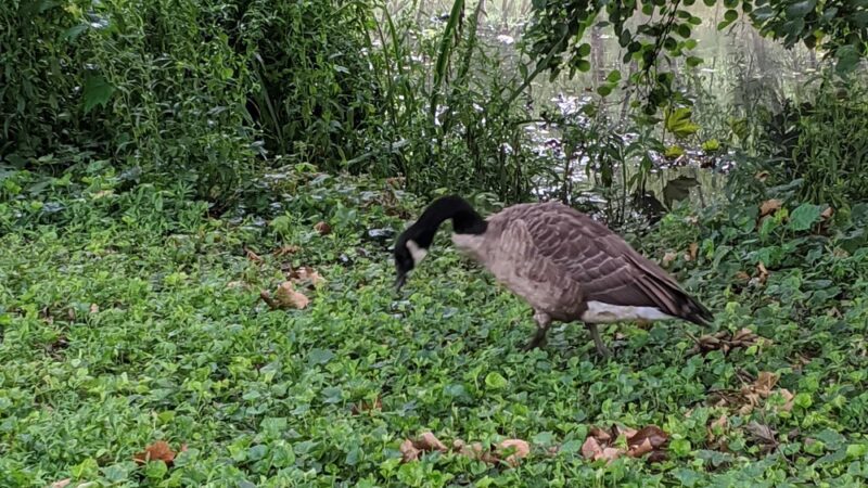 Manhasset Valley Park - Manhasset, NY