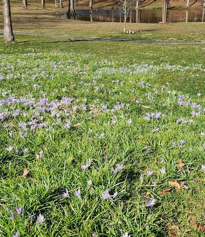 Waldmann Memorial Park - Manhasset, NY