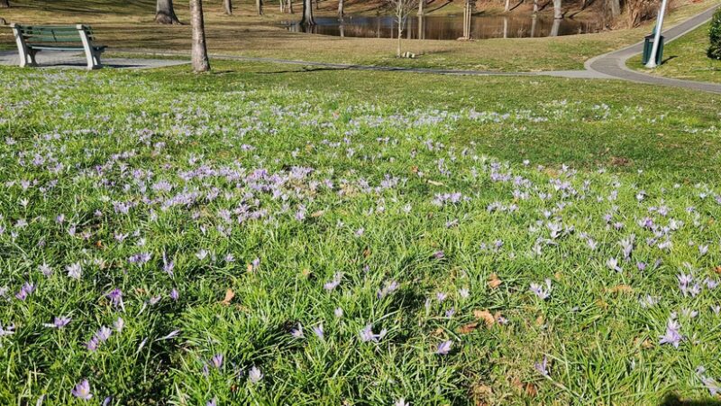 Waldmann Memorial Park - Manhasset, NY