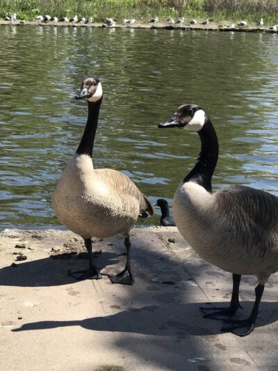 Polliwog Park Dog Park - Manhattan Beach, CA