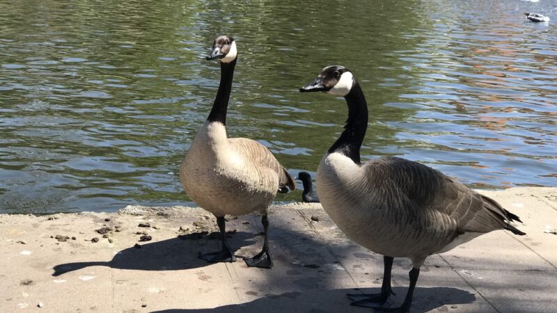 Polliwog Park Dog Park - Manhattan Beach, CA