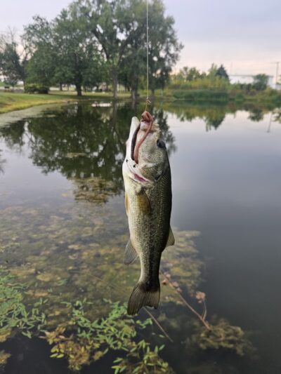 Central Park - Manhattan, IL