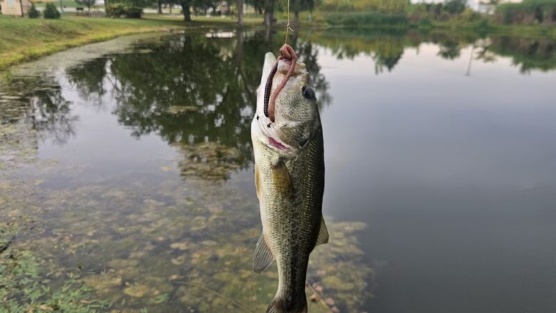Central Park - Manhattan, IL
