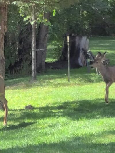 Memorial Park, Manitou Springs, CO - Manitou Springs, CO