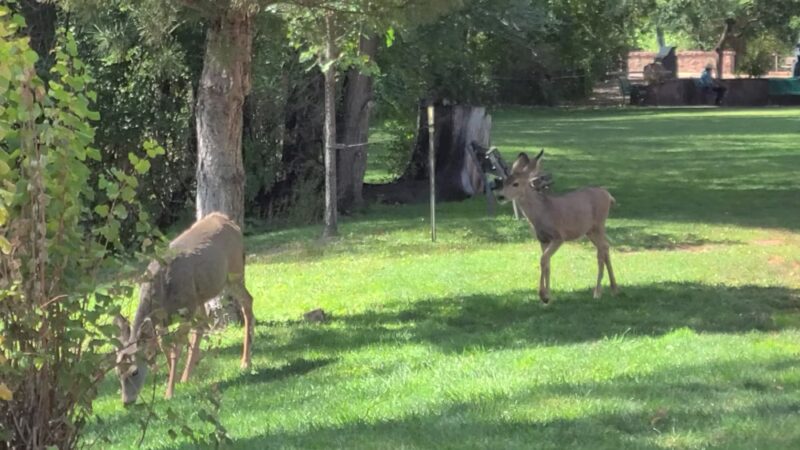 Memorial Park, Manitou Springs, CO - Manitou Springs, CO